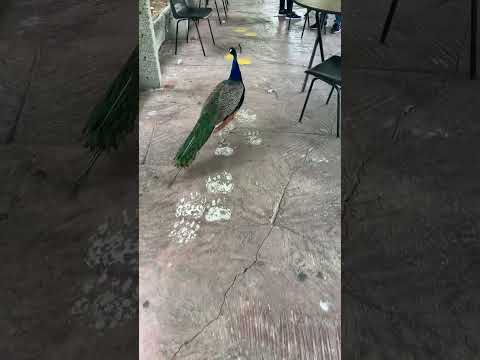 PEACOCK AT PARQUE ZOOLOGICO SANTA FE, MEDELLIN, COLOMBIA