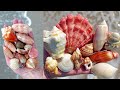 Spektakuläre Muschelabenteuer Im Südosten Floridas Jupiter Inlet Juno Beach North Palm