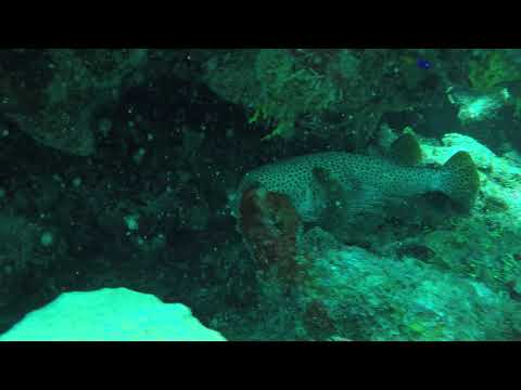 20190704 Phillips Dive Park (Porcupine Puffer Fish)