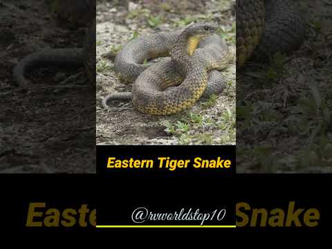 Top 10 Most Deadliest Snakes In The World #shorts #top10 #viral