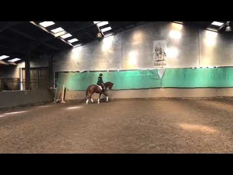 Quality Van De Kempenhoeve (Borsalino x De Niro Merrie 2016)