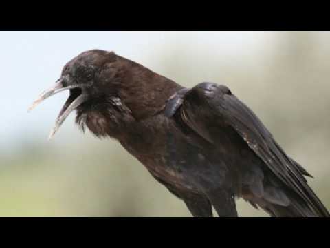 CROW SOUNDS and PICTURES Crow Birdsong Crow Call