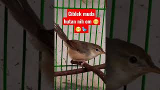 Download lagu CIBLEK GUNUNG MUDA HUTAN #shorts #short #PANCINGAN_EMOSI_KENARI_AGAR_IKUT_GACOR_100%_EPEKTIF. mp3