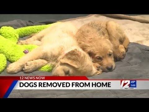 27 golden retrievers rescued from ‘horrendous’ conditions in Hopkinton