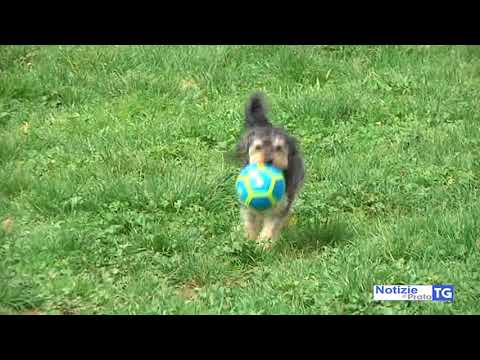 2018-06-12 PRATO - MUORE IL CUCCIOLO COMPRATO SU INTERNET, 4 DENUNCE