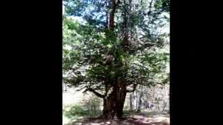 preview picture of video 'Bosque de la Cervatina y Pico Mahon'