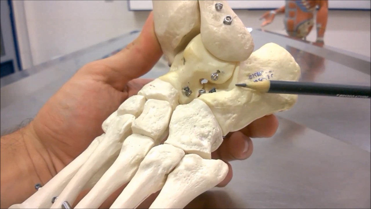 Anatomia - Ossos do pé