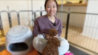 Play time on a rainy day. #puppy