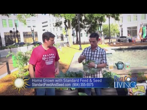 FCL Friday November 16th Harvest Day with Standard Feed & Seed