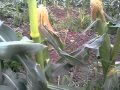 Выращивание сладкой ранней кукурузы дома 