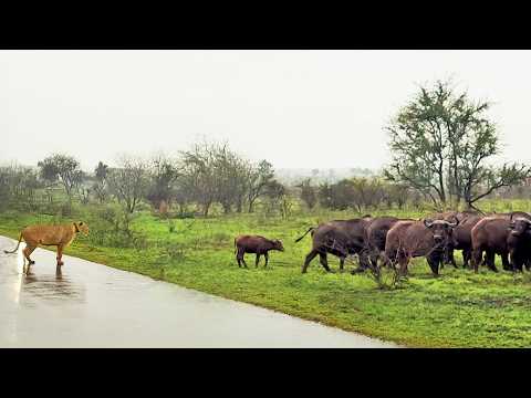 Buffalos Leave Slow Calf Behind to Face a Lioness by Itself