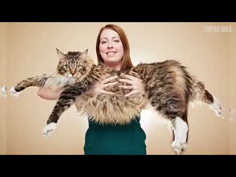 the biggest cat in the world