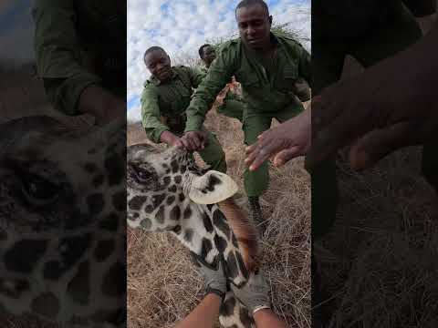 Sprinting to Save a Snared Giraffe Mum | Sheldrick Wildlife Trust