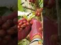 Picking Coffee Berries At The Plantation ️🫳 CoffeeASMR ASMR