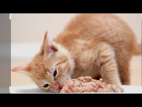 Cat is eating  food