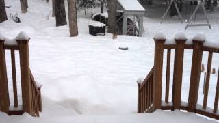Rare Footage of the Elusive Wild New Hampshire Snow Kitty
