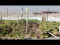 Growing Vegetables Plants Flowers Plants