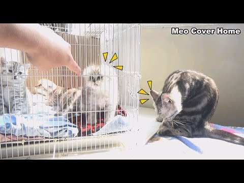 Kittens Play Inside Cage In Sunshine | Funny Kittens New Born