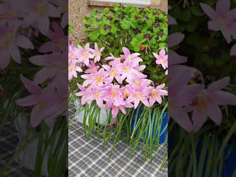 Zefirant różowy 2 kwitnienie