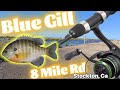 8 Mile Bluegill Fishing Stockton