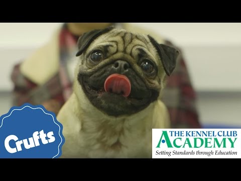 Dog Health: What Is Brachycephalic Obstructive Airway Syndrome?