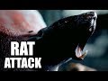 MAN OF MEDAN Rat Attack Scene