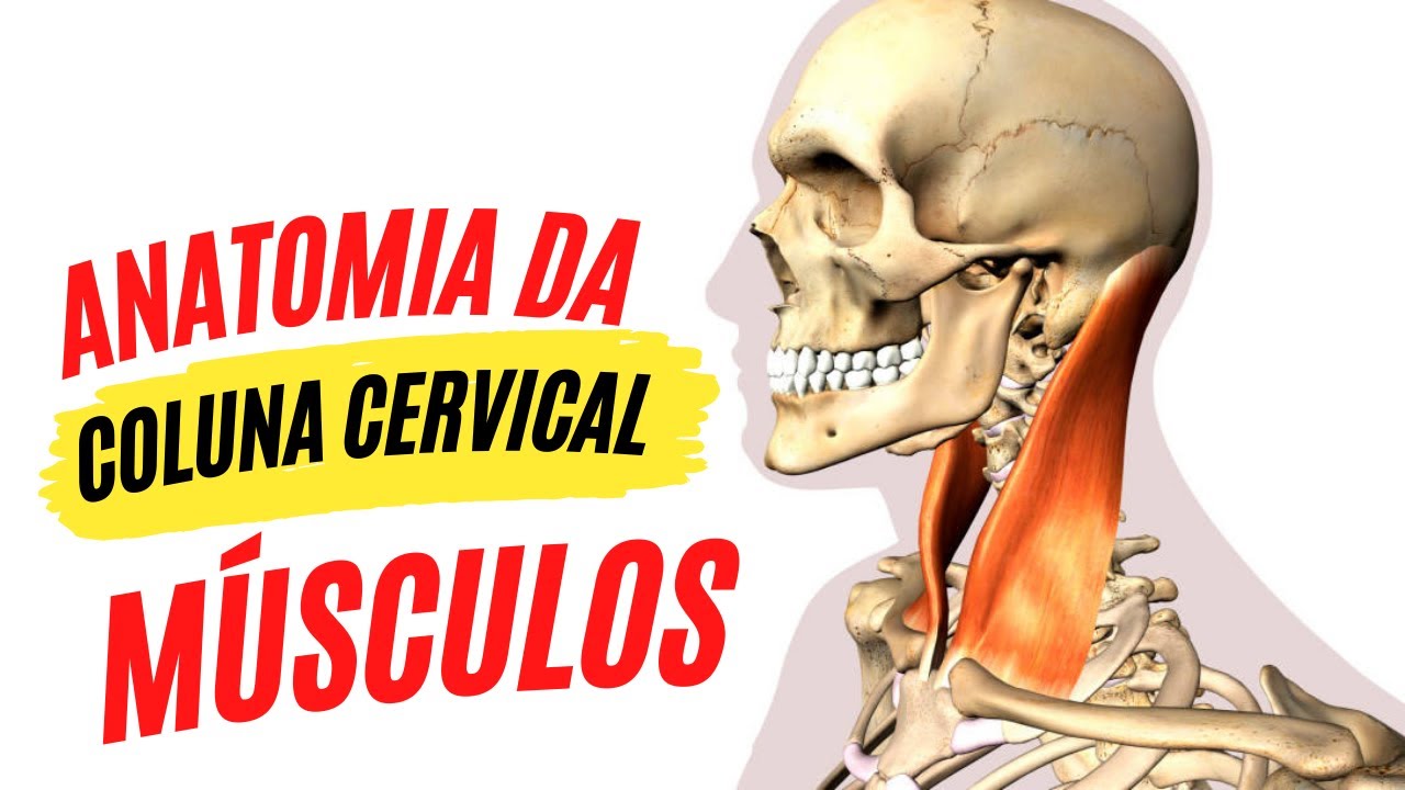 ANATOMIA DA  COLUNA CERVICAL - MUSCULOS, MOVIMENTOS E BIOMECANICA - ORTOPEDIA PARA ALUNOS (OPA)