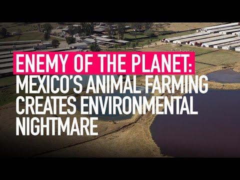 , title : 'Animal Equality's Investigation Into Mexico’s Factory Farms Shows Environmental Nightmare'