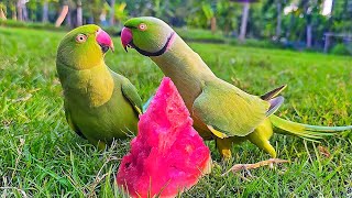 Amazing Talking Parrot Eating Watermelon