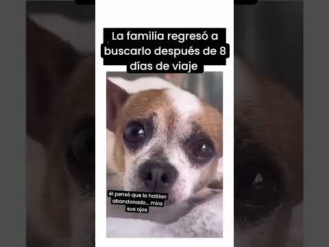 Él pensó que lo habían abandonado🥹¡mira su reacción! 😭❤️ #parati #inspiration #emotional #shorts