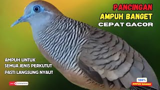 Download lagu PERKUTUT LOKAL GACOR Pancingan Burung perkutut Pagi Hari Agar Cepat Bunyi Terus - Zebra Dove 159 mp3