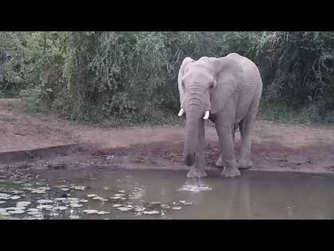 Kwa: Lone Elephant getting a cool drink - 17:50 - 05/08/19
