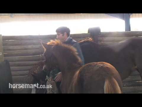 How to Teach a Foal to Lead