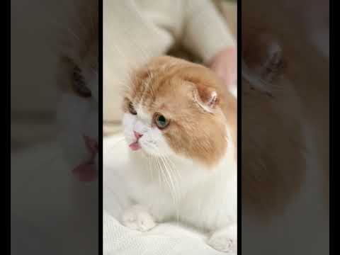 Meet Our Cute and Charming Cat: A Heartwarming Feline Tale
