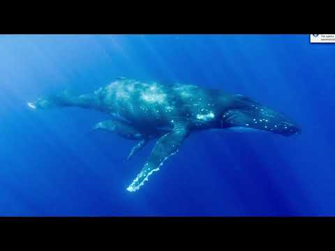 George Crumb: Vox Balaenae (Voice of the Whale) - Live Performance feat. Daniel Pailthorpe