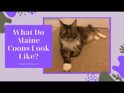 What Do Maine Coon Cats Look Like | Maine Coon Appearance and Physical Characteristics