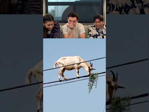 Tom Holland Reacts To Viral Videos part 1 #tomholland #funny #reaction #memes