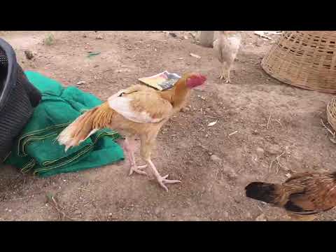 all assial hens rosters