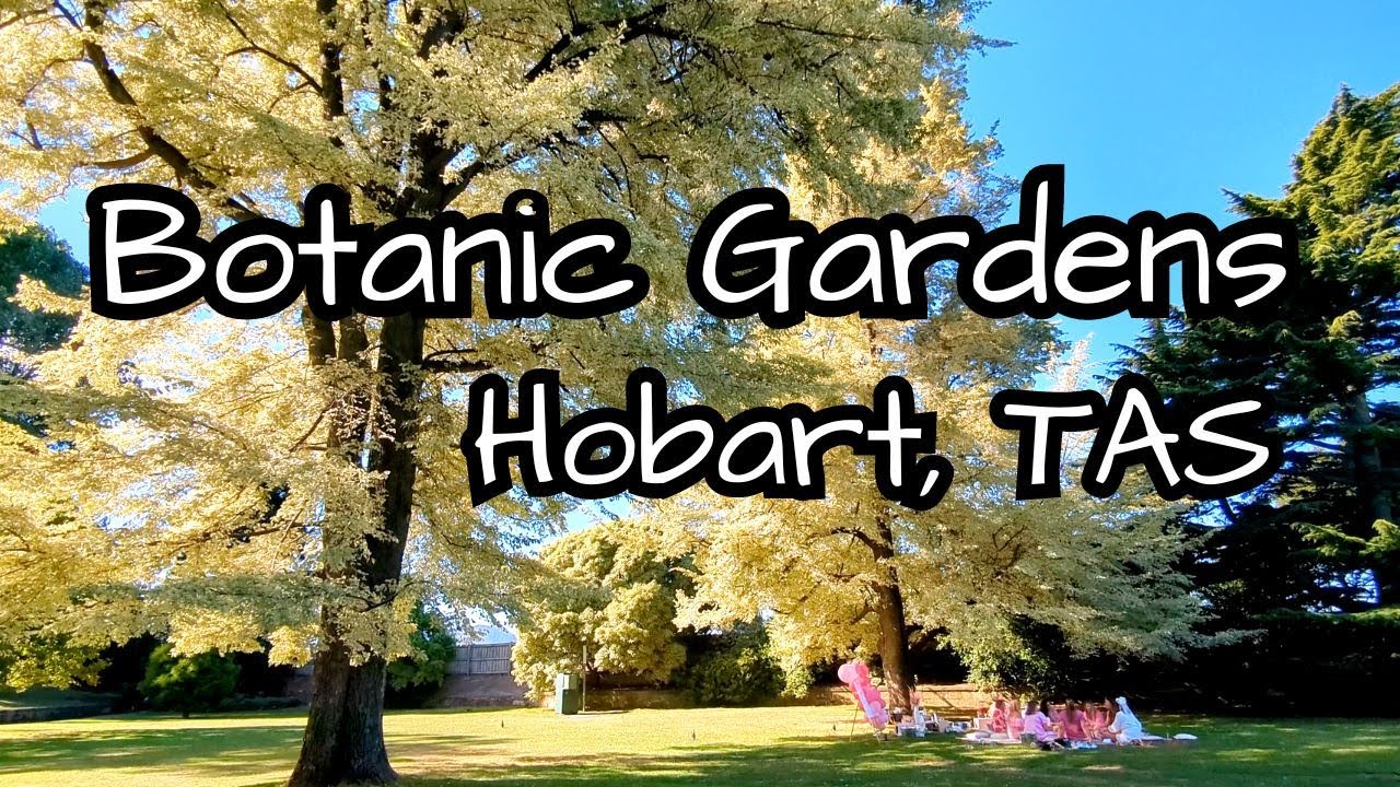 A visitor walks through Royal Tasmanian Botanical Gardens, taking in its sights, sounds, and surroundings.