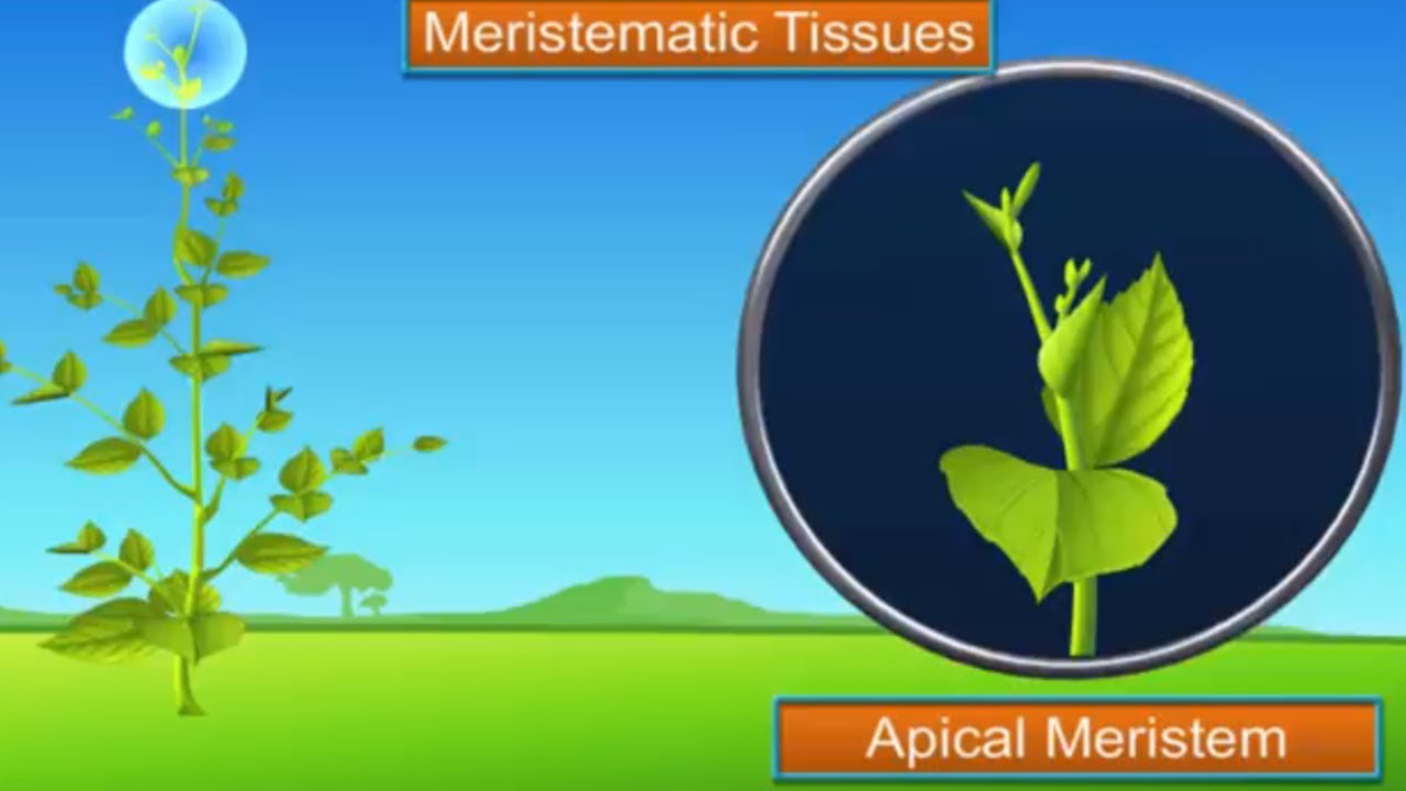 ICSE Class 9 Biology  Plant and Animal Tissues 1 – Plant Tissues
