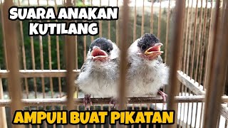 Download lagu SUARA ANAKAN KUTILANG MEMANGGIL INDUKNYA • SUARA ANAKAN KUTILANG KELAPARAN mp3 Download lagu SUARA ANAKAN KUTILANG MEMANGGIL INDUKNYA • SUARA ANAKAN KUTILANG KELAPARAN mp3