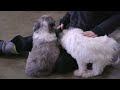Mini Sheepadoodle dogs for sale: Roscoe - Video 1