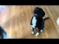 Moki The Magnificent Does A Barrel Roll