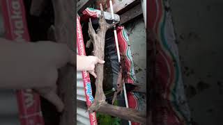 Download lagu Rahasia Kayu Rentek cepat Tenggelam | dijamin tenggelam mp3