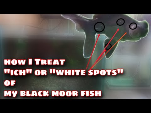 , title : 'HOW TO TREAT "ICH" OR "WHITE SPOTS" OF MY BLACK MOOR FISH'