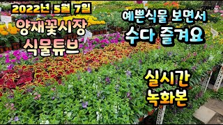 2022년 5월 7일 토요일 2번째 방송 // 예쁜식물들  보면서  수다즐겨봐요 #양재꽃시장 #식물튜브