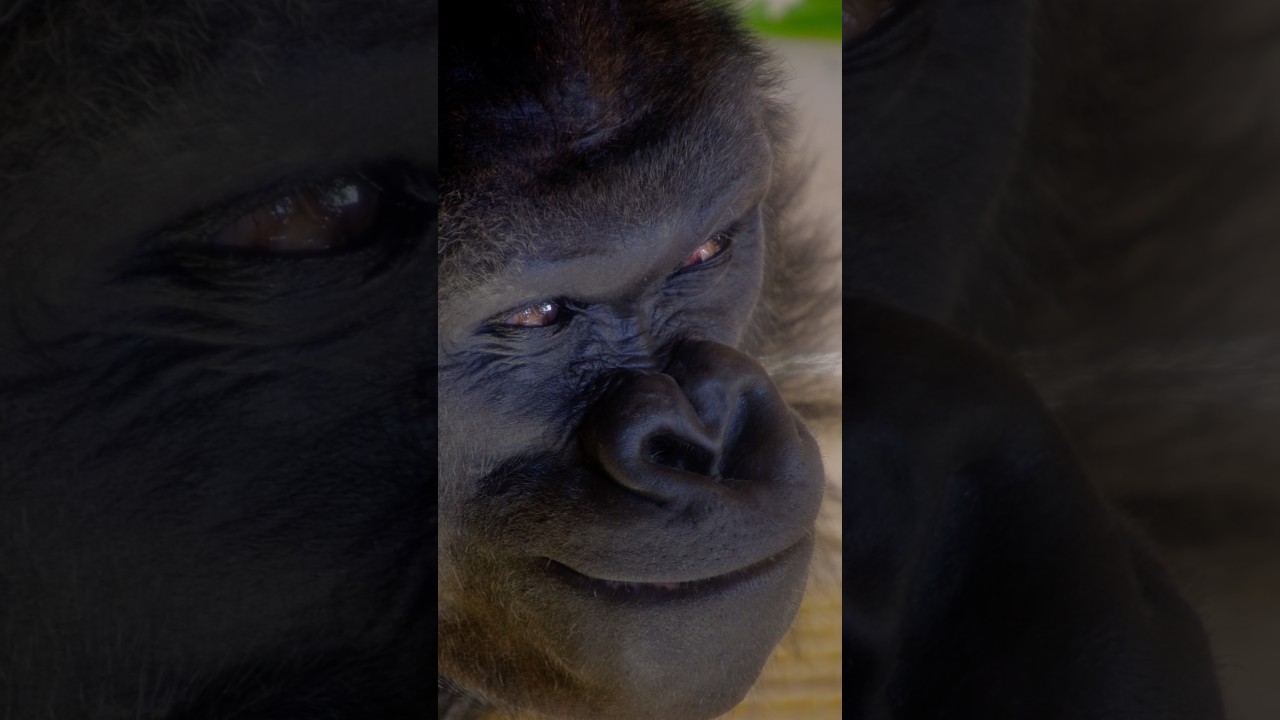 Shabani, the handsome gorilla