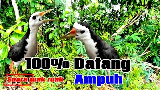 Download lagu SUARA BURUNG RUAK-RUAK 100% PASTI AKAN DATANG mp3 Download lagu SUARA BURUNG RUAK-RUAK 100% PASTI AKAN DATANG mp3