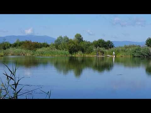 Pescuit la match! Match fishing on olt RIVER,please subscribe va rog abonati-vă!