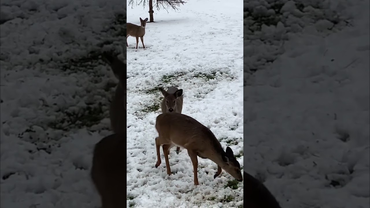 Goodmorning Beautiful #goodmorning #views #wildlife #amazing #deer  #fyp #viral #video #photography